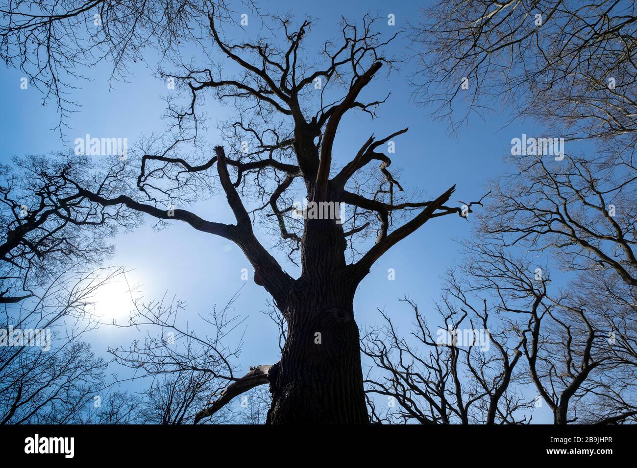 Blue limbs hi-res stock photography and images - Alamy