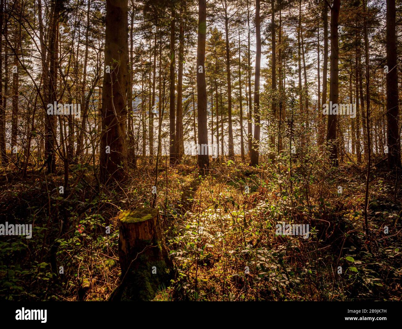 Trees in forest Stock Photo