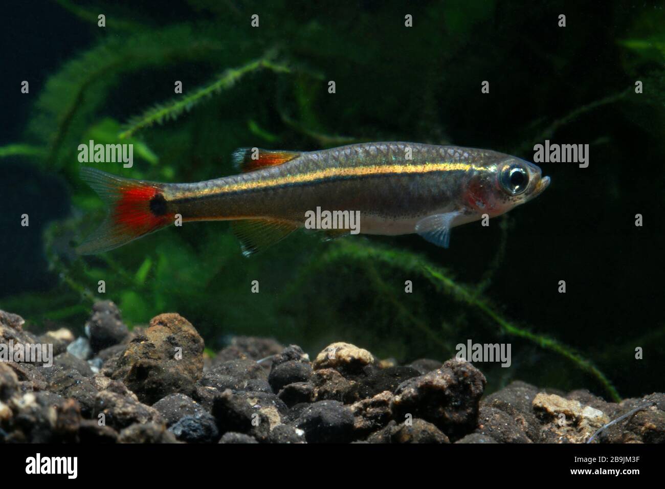 White cloud mountain minnow hires stock photography and images Alamy