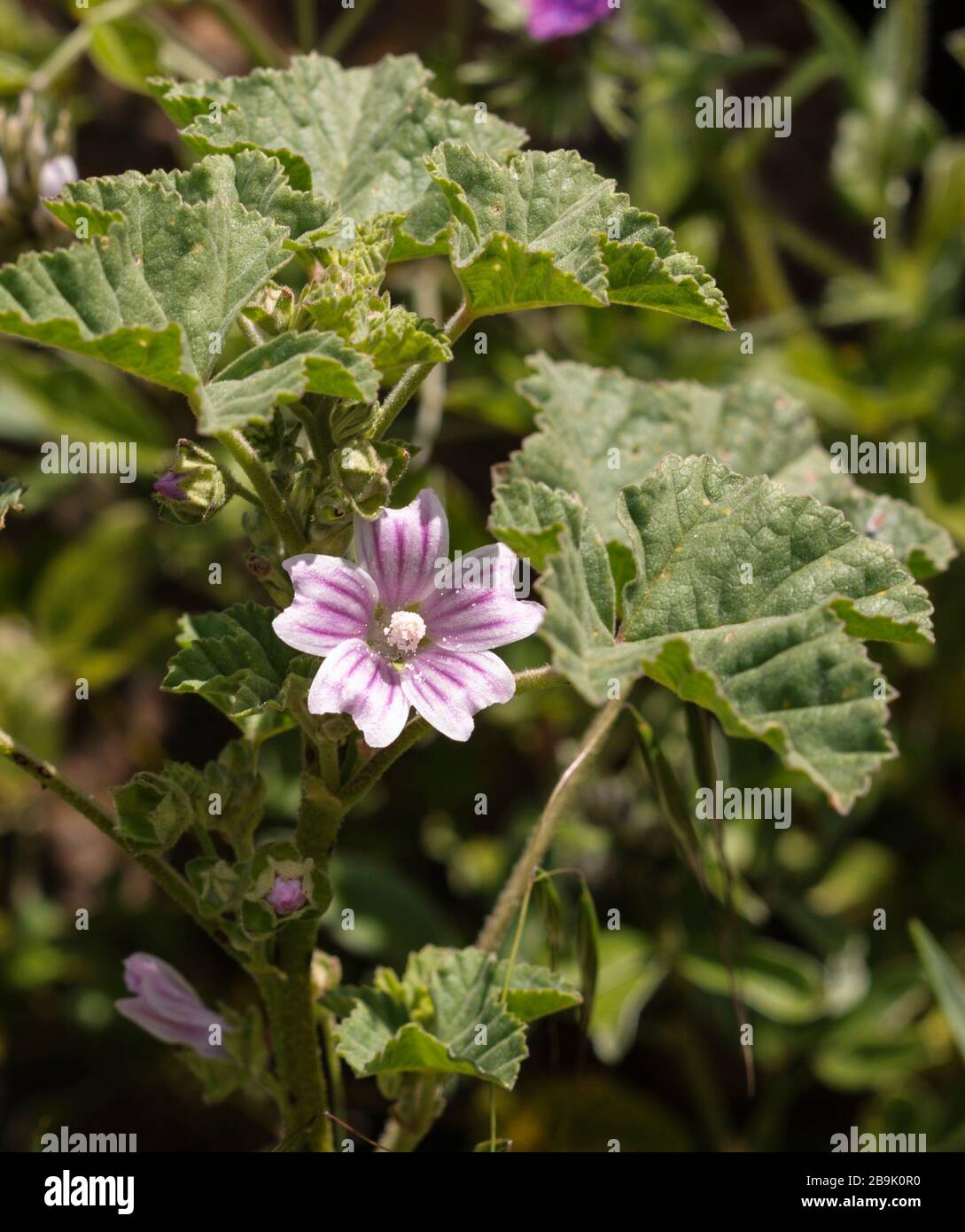 Malva Neglecta High Resolution Stock Photography And Images Alamy