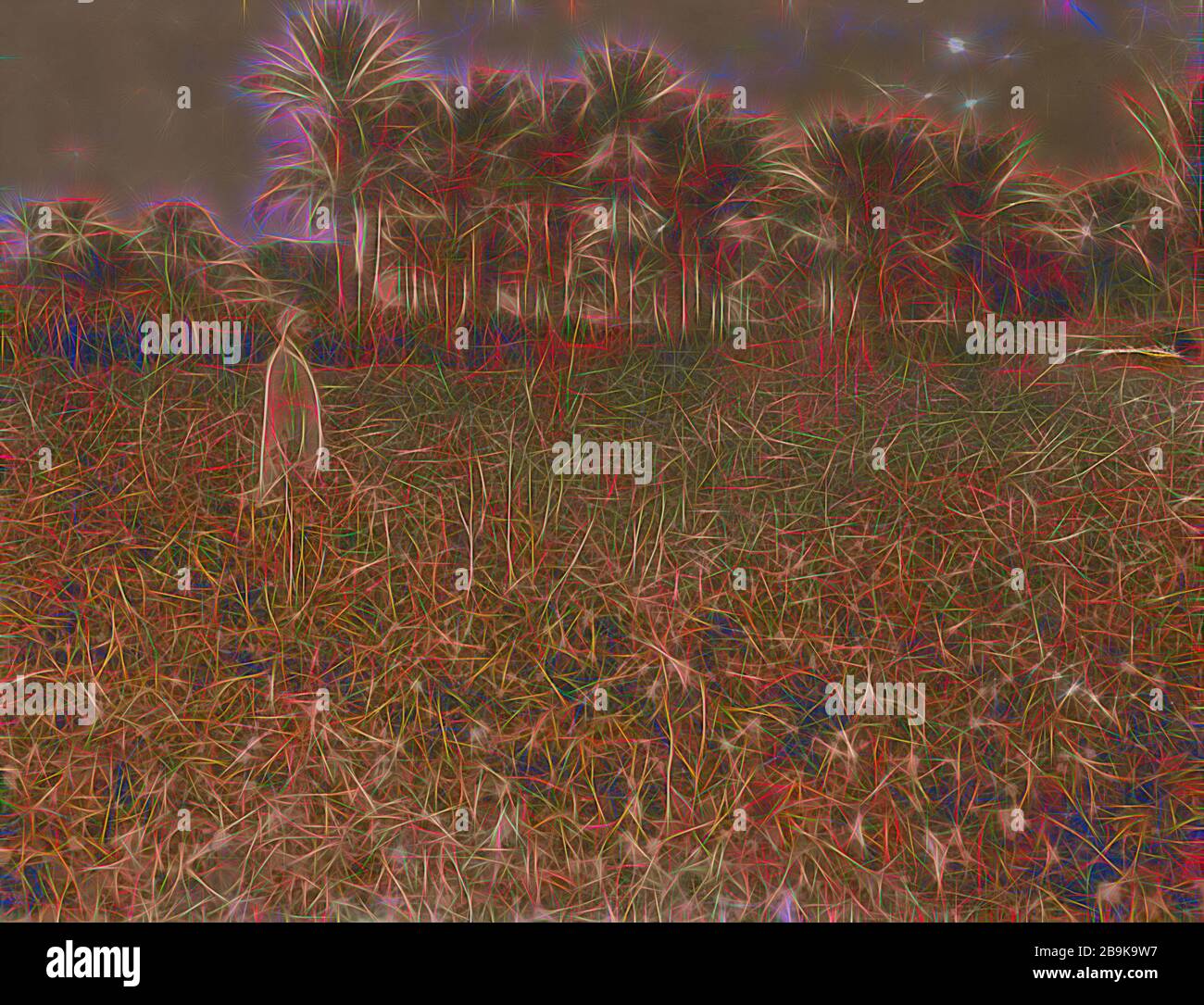 Agriculture in Egypt. Egyptian cotton. (Gossypium Peruvianum). Field of