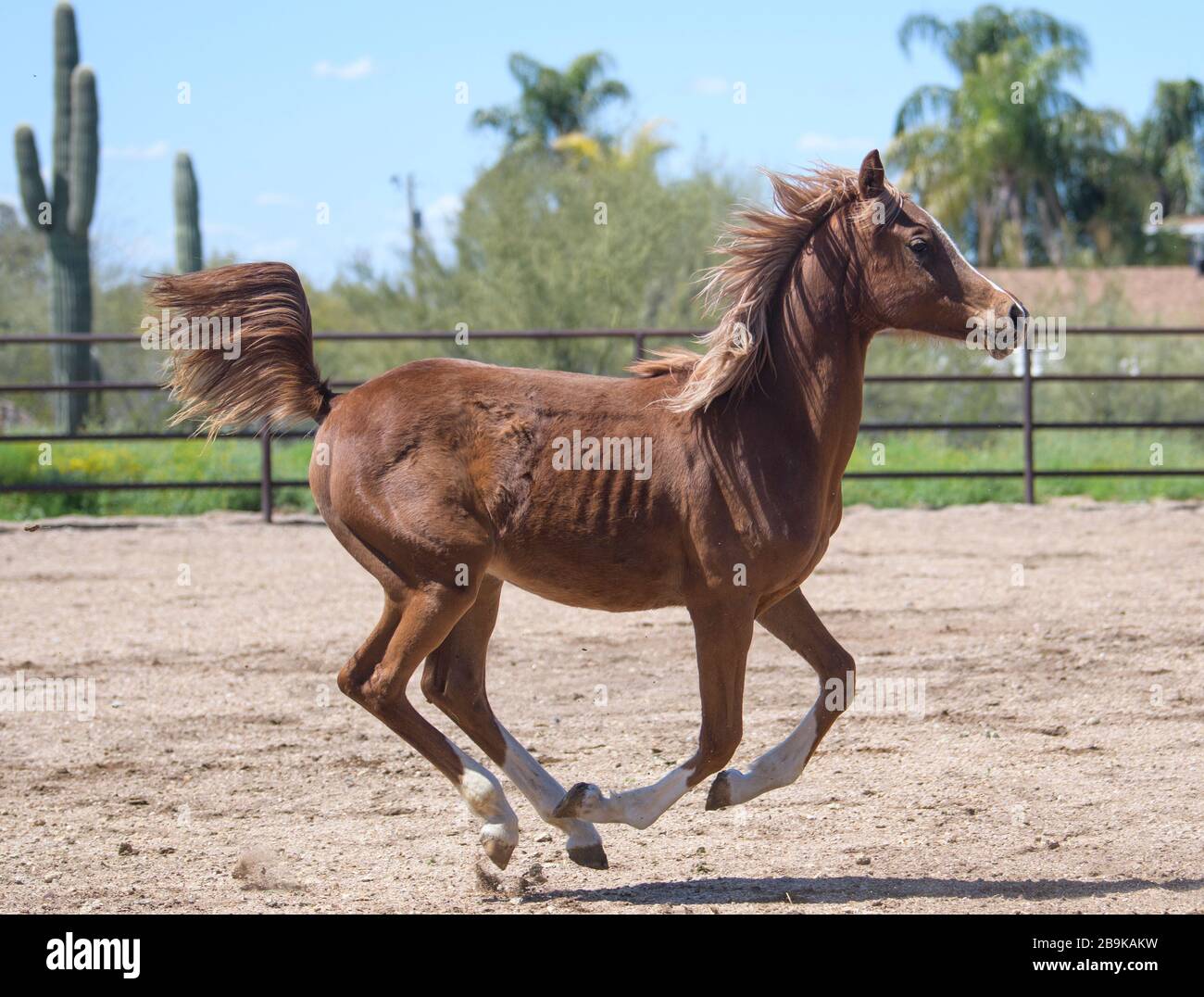 Brown Arabian horse running around an arena Stock Photo