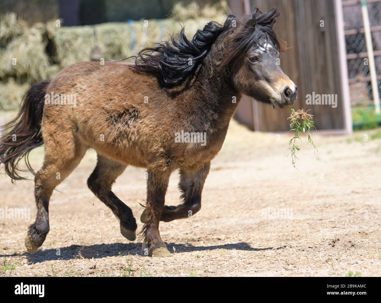 Miniature horse running and playing with weeds Stock Photo Alamy
