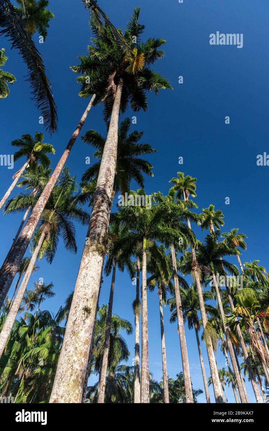 Beautiful view to imperial palm trees on the rainforest, Botanical Gardens, Rio de Janeiro, Brazil Stock Photo