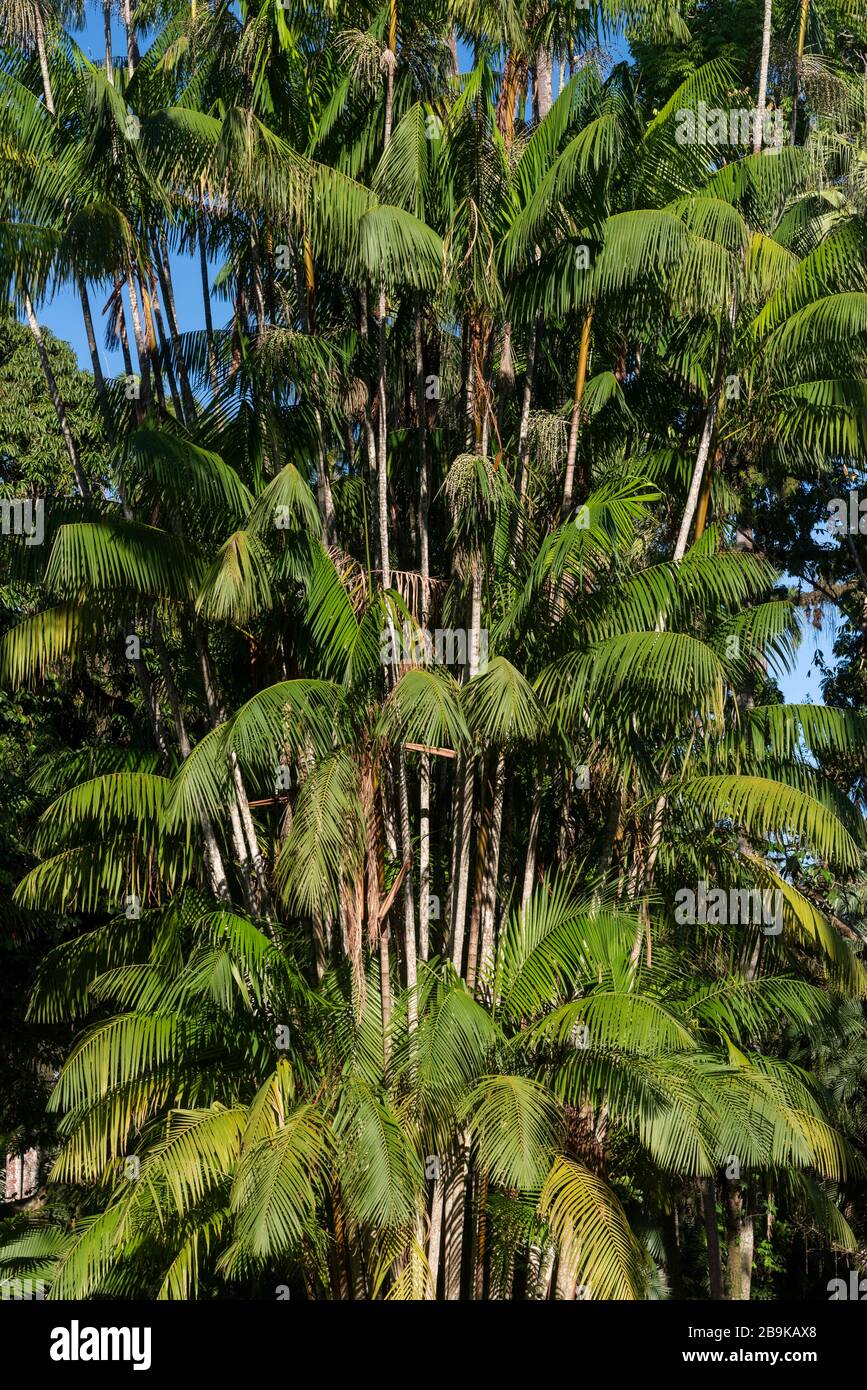 Detail of beautiful green palm trees growing together in the Botanical Gardens, Rio de Janeiro, Brazil Stock Photo