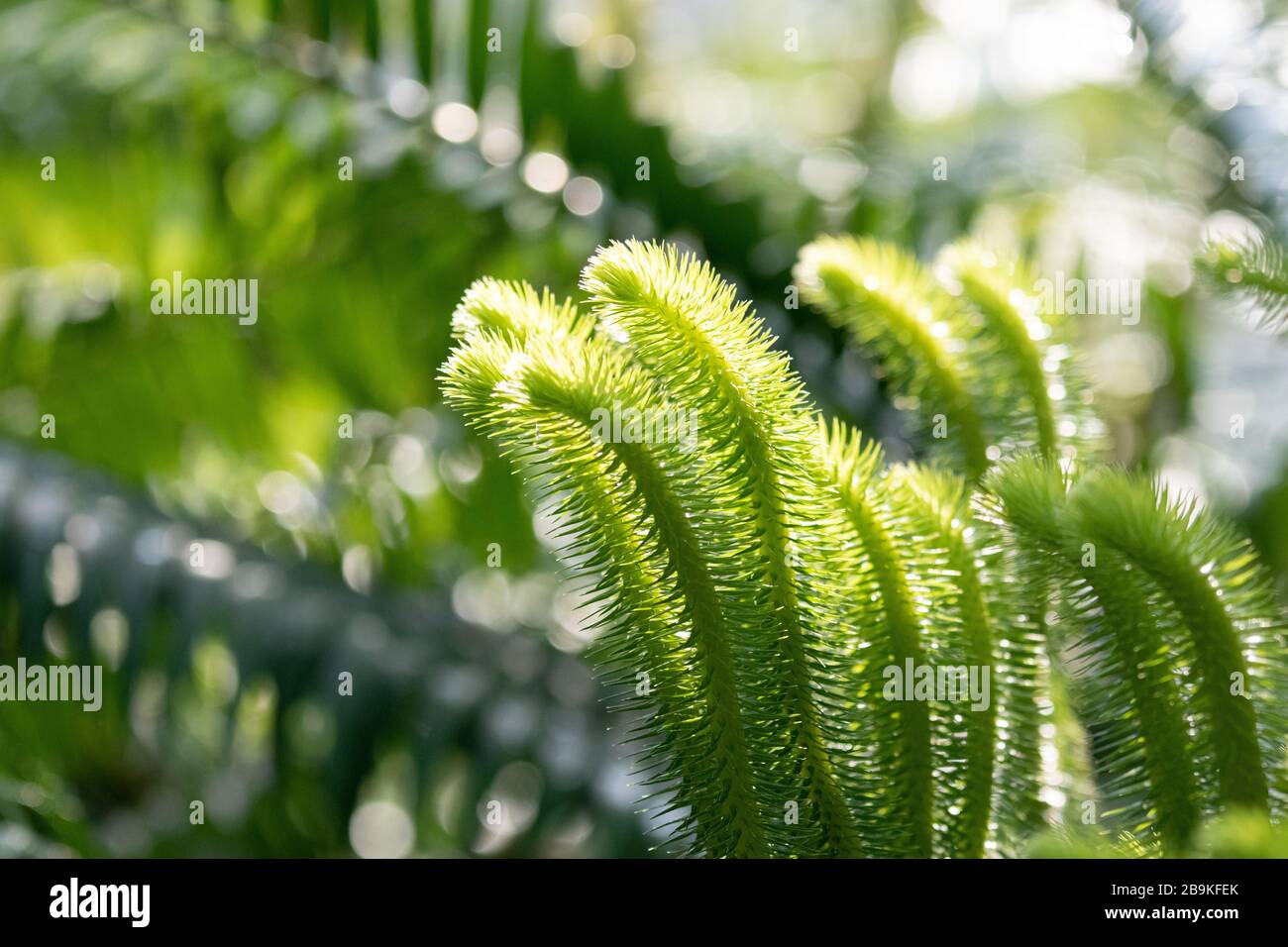 Close up of ferns hi-res stock photography and images - Alamy