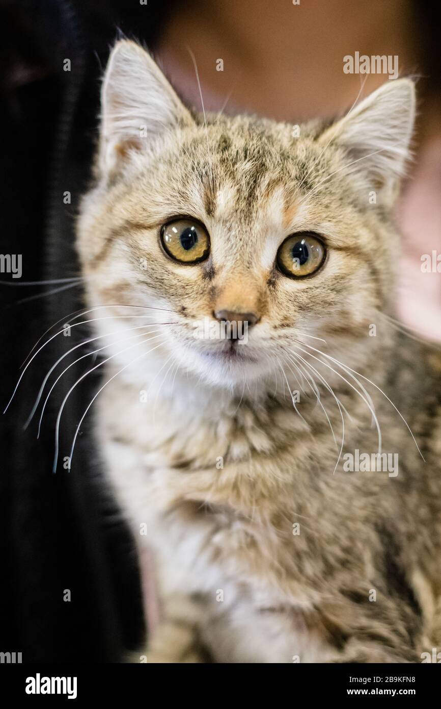 Cute and Adorable Kitten and Cat Portrait with Behavior and Pers Stock Photo