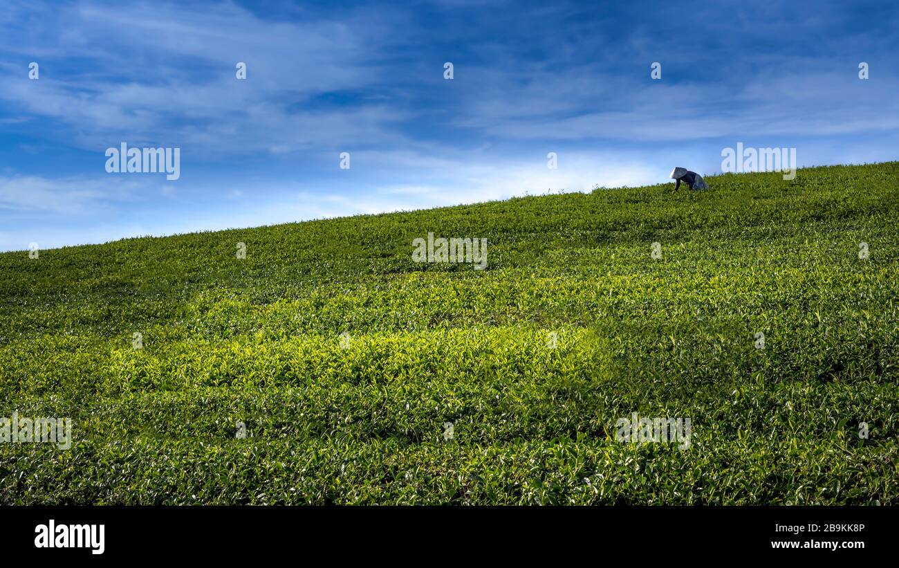 Asian farmer on the fields scene Stock Photo