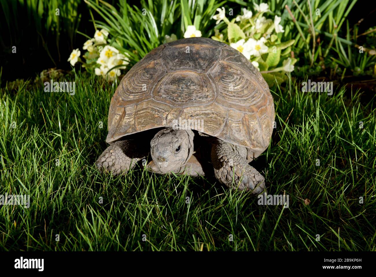 Telford, Shropshire, Uk. March 24th 2020 While people in the Uk are are going into lockdown and self isolation this old lady is doing the opposite, Freda the tortoise is well over 100 years old and has just woken up after self hibernating for six months in the garden she has lived in for 50 years. She always buries herself underground in late October and wakes in late March providing the weather is sunny. Credit: David Bagnall/Alamy Live News Stock Photo