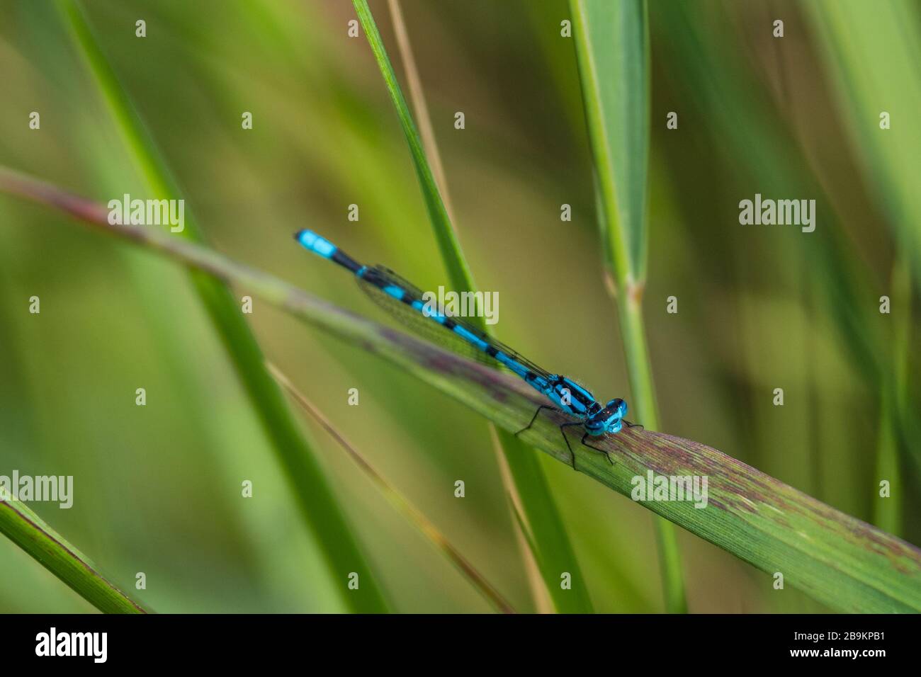 Blue dragonfly sitting in the grass Stock Photo - Alamy