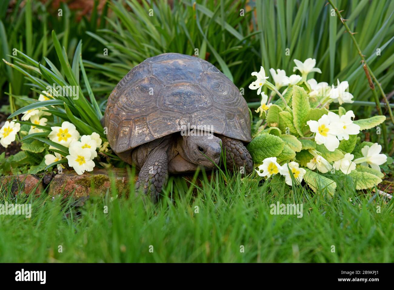 Telford, Shropshire, Uk. March 24th 2020 While people in the Uk are are going into lockdown and self isolation this old lady is doing the opposite, Freda the tortoise is well over 100 years old and has just woken up after self hibernating for six months in the garden she has lived in for 50 years. She always buries herself underground in late October and wakes in late March providing the weather is sunny. Credit: David Bagnall/Alamy Live News Stock Photo