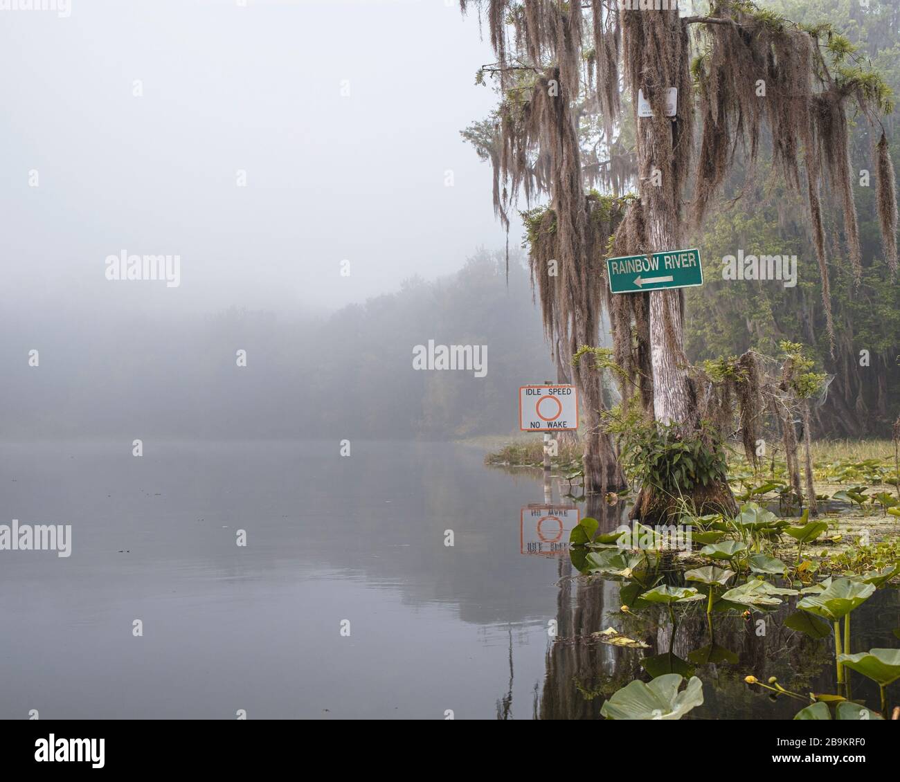 A cypress tree holds the sign where the Withlacoochee and Rainbow River meet. Dunnellon Florida. Marion County. Stock Photo