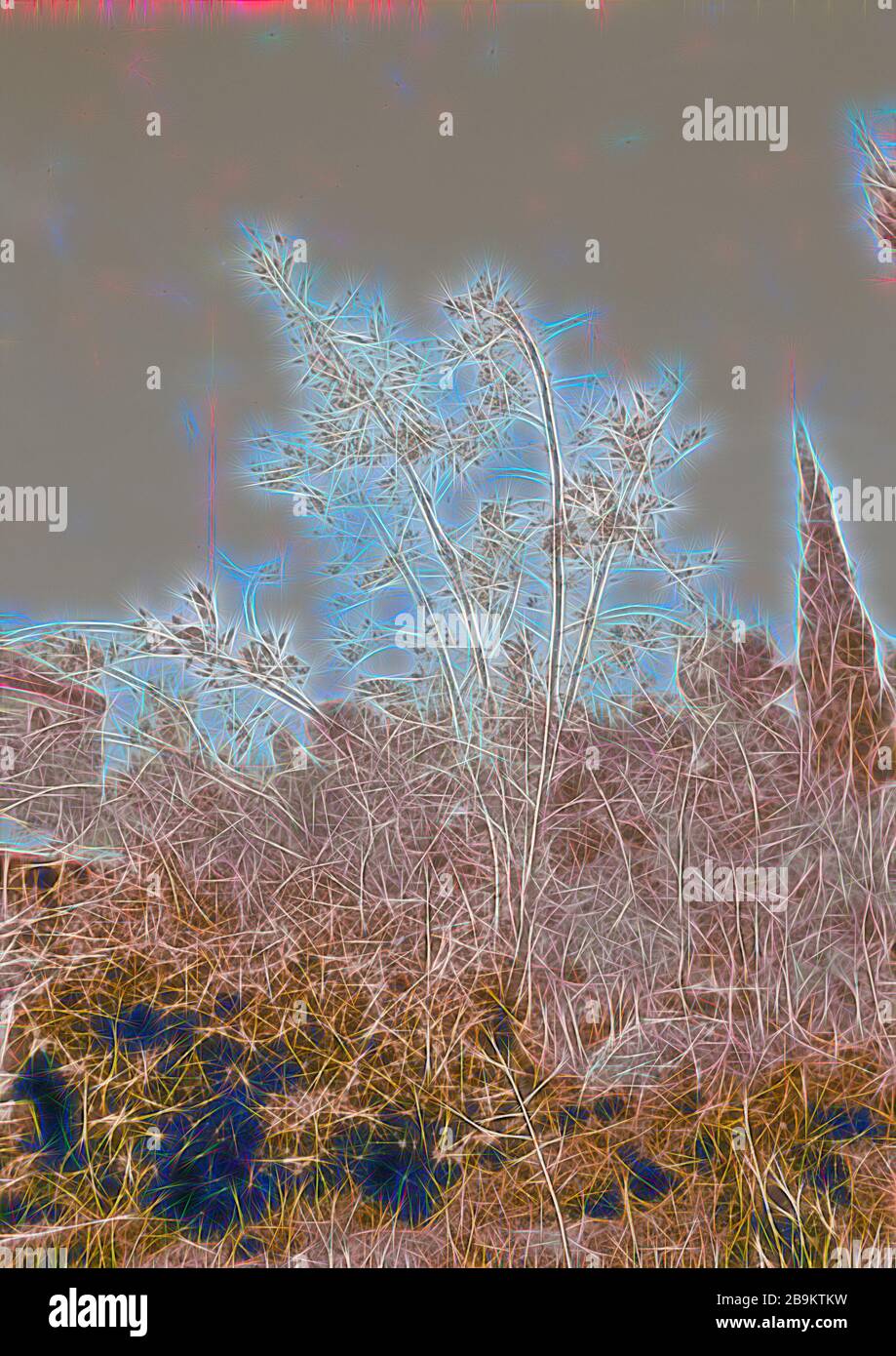 Mustard tree in garden tomb garden 1940, Jerusalem, Israel Stock Photo