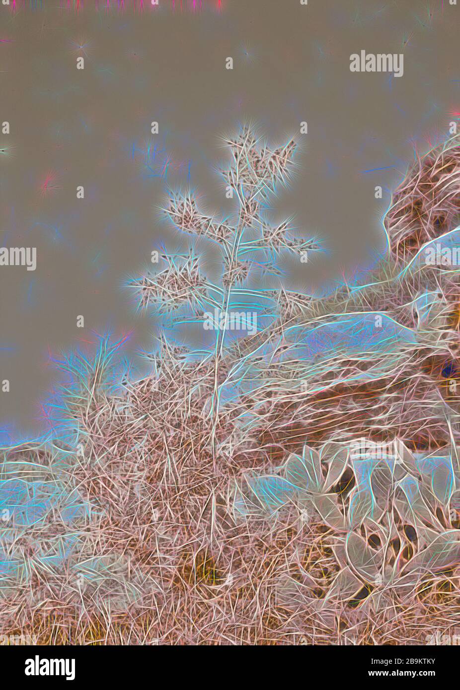 Mustard tree in garden tomb garden 1940, Jerusalem, Israel Stock Photo