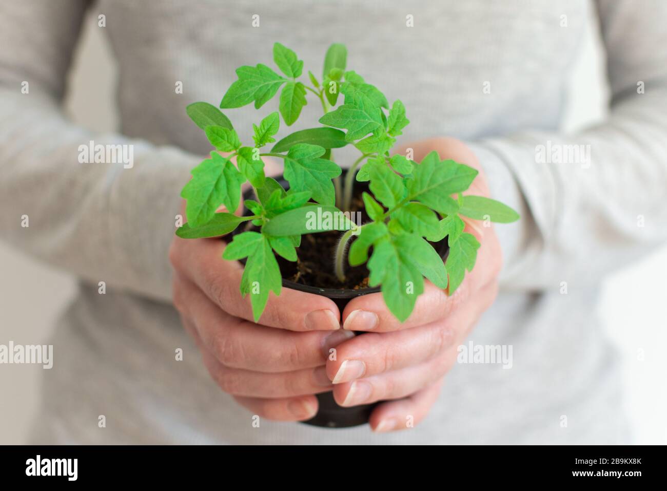 Woman holds a pot in her hands with green seedlings of young tomato ...