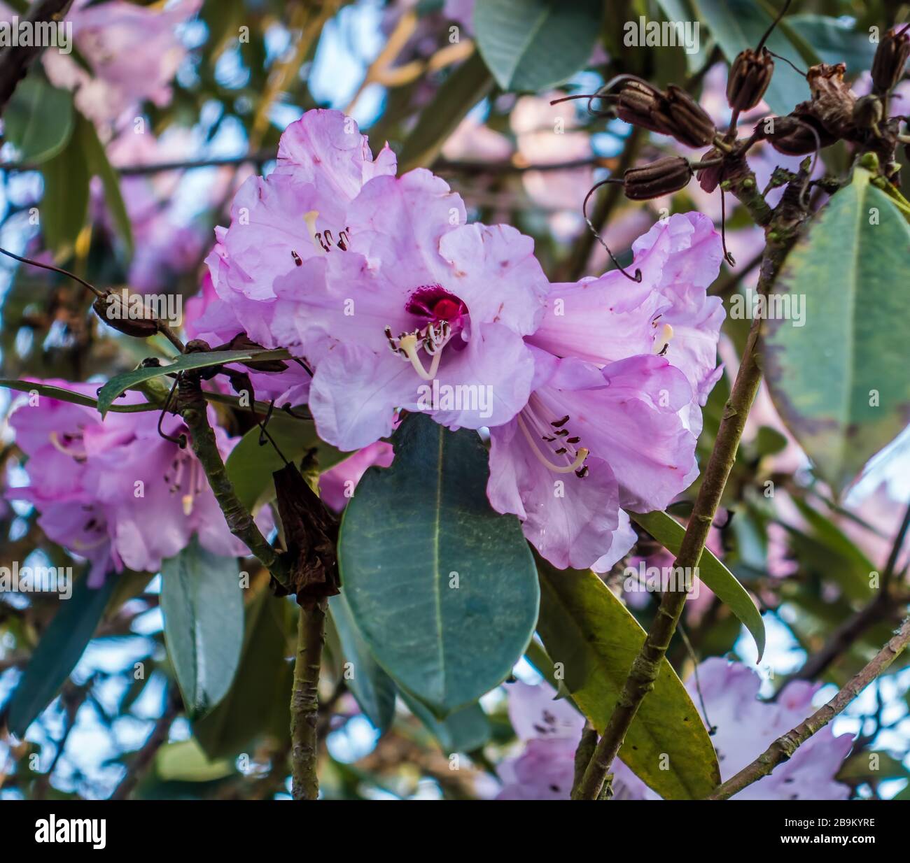 Light purple flowers hi-res stock photography and images - Alamy