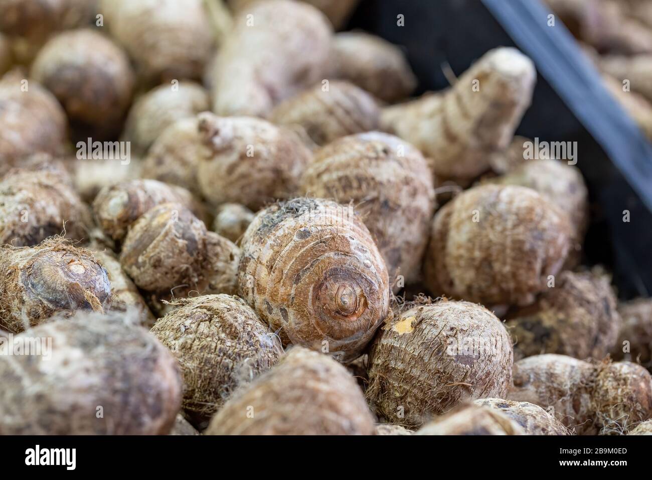 Pile of raw, unpeeled tropical Taro corms, Colocasia esculenta, on a market stall in Ealing, West London Stock Photo