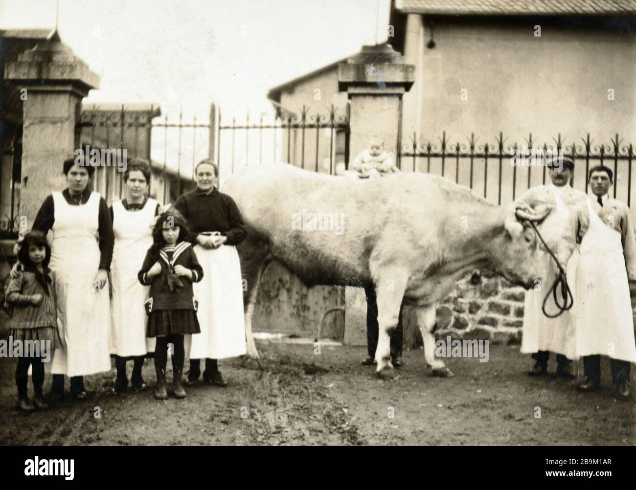 Vintage Image of French Farmer & Farming Family Presenting a Prize Bull (c1910) Stock Photo