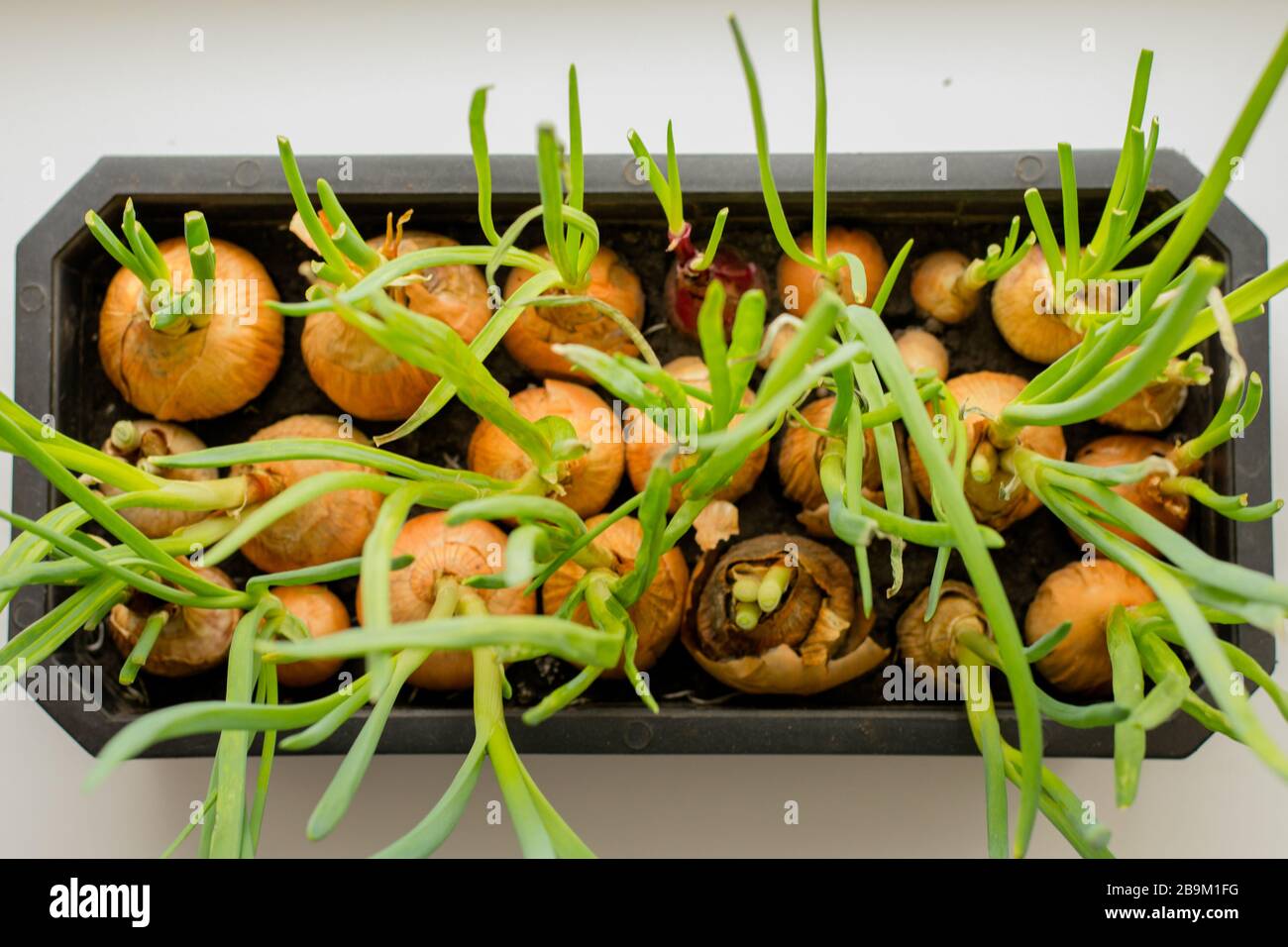 Cultivation of green onions seedlings in home Stock Photo Alamy