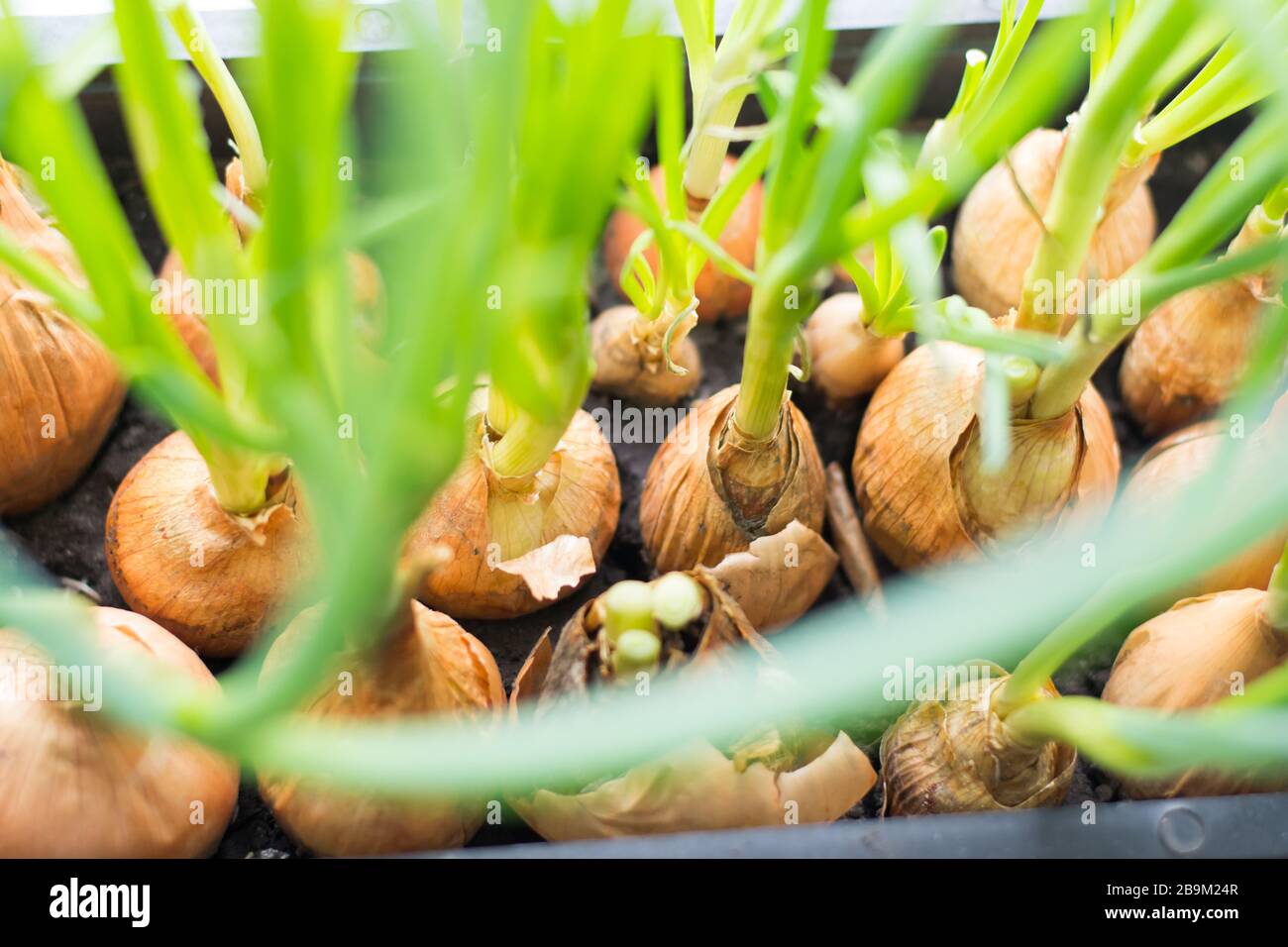Cultivation of green onions seedlings in home Stock Photo Alamy