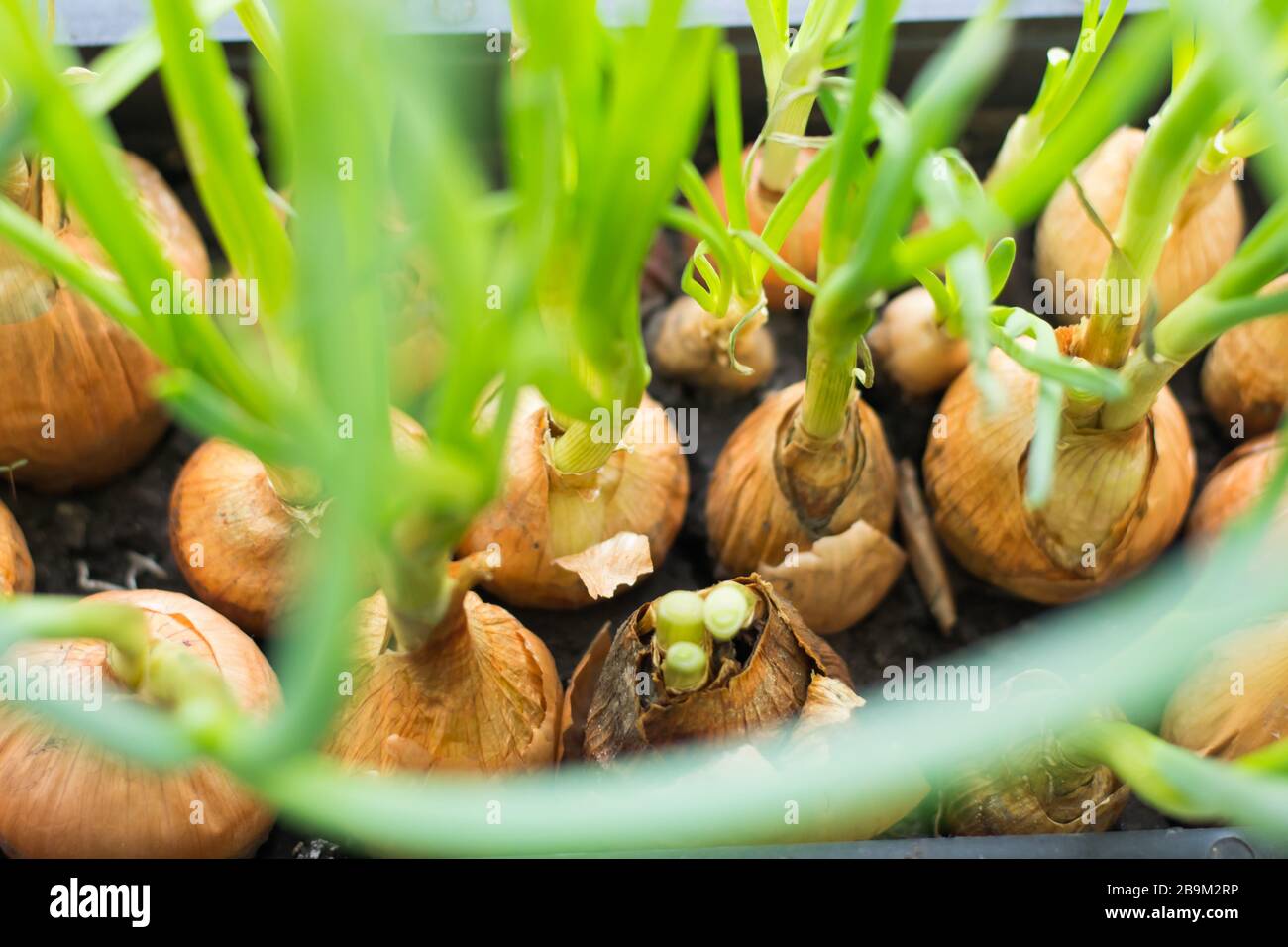 Cultivation of green onions seedlings in home Stock Photo Alamy