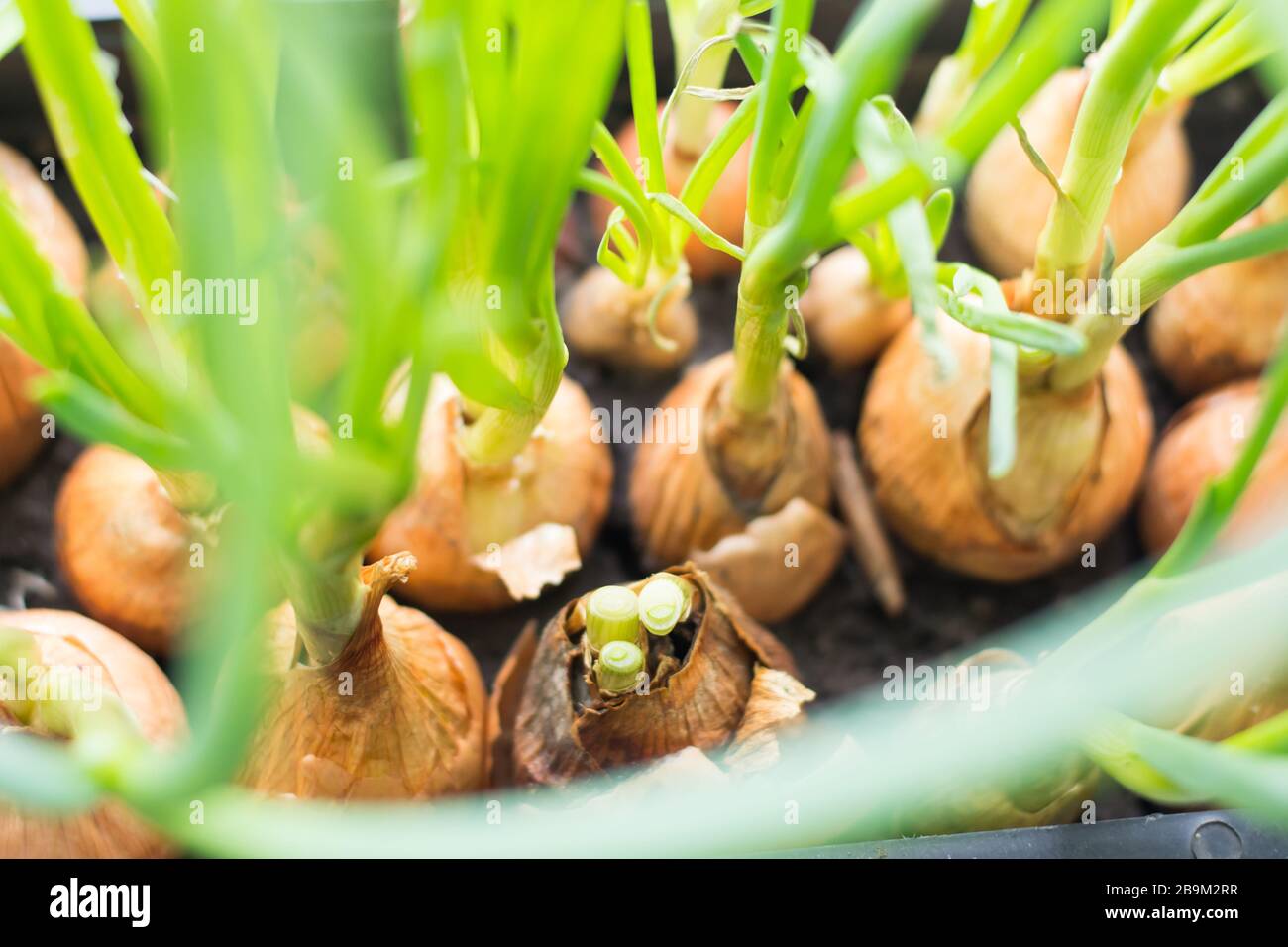 Cultivation of green onions seedlings in home Stock Photo Alamy