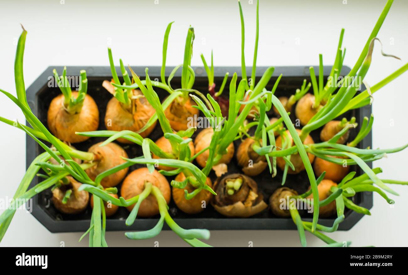 Cultivation of green onions seedlings in home Stock Photo Alamy