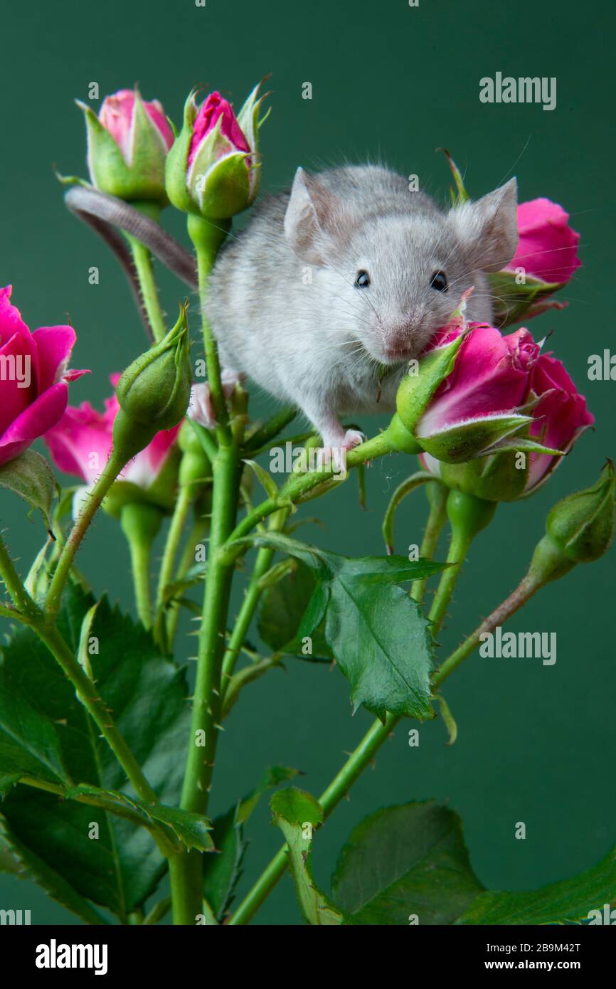 Fluffy mouse Mouse smelling flowersRelax mousemouse and flowers Cute fluffy mouse