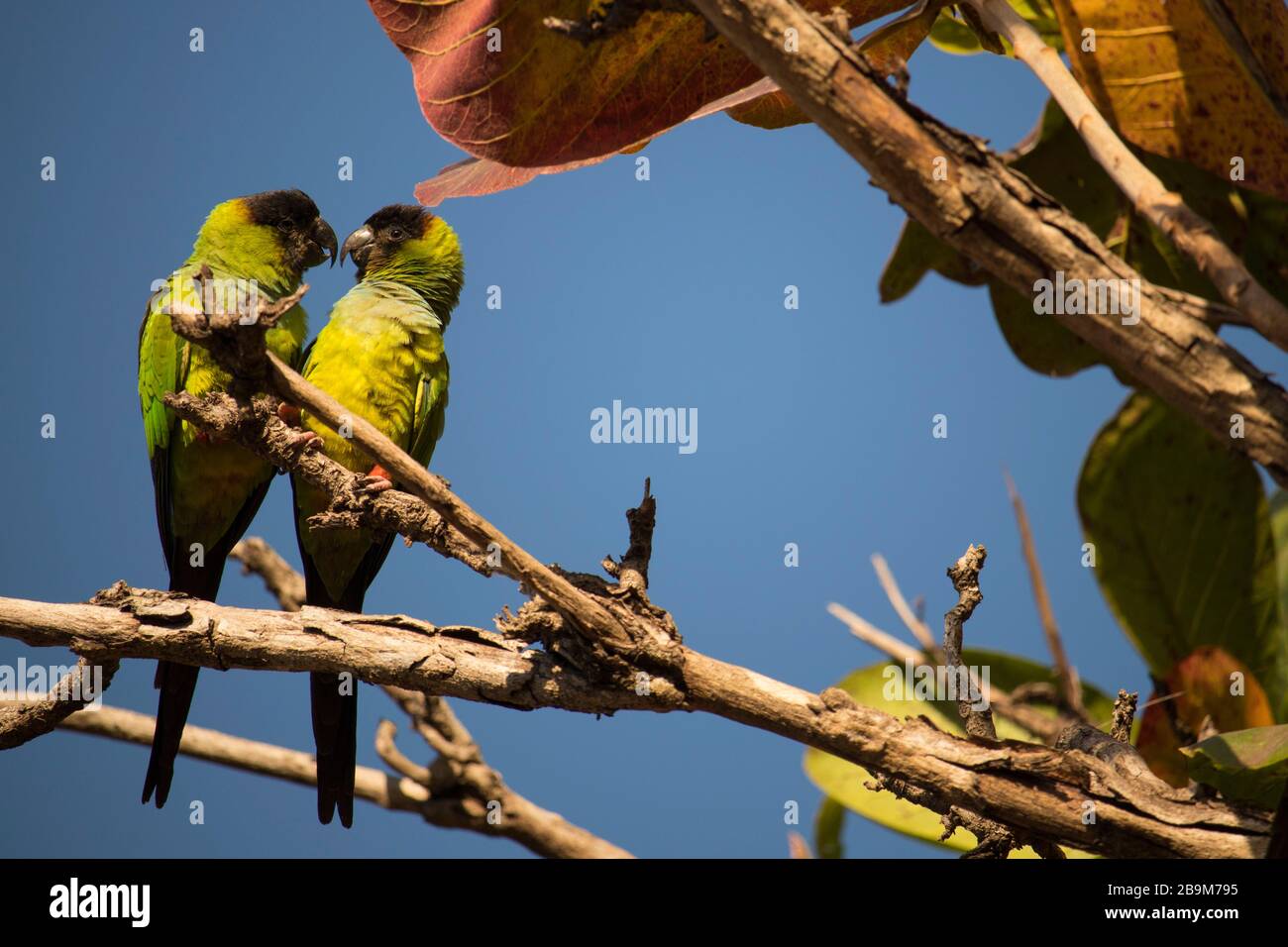 Maritaca namorando na árvore, Ladário, MS, Brazil Stock Photo