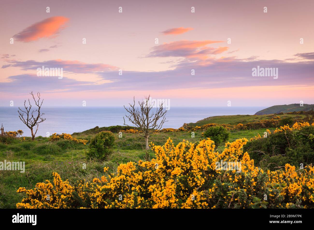 Yellow gorse bush in the evening sun at Lydstep headland  Pembrokeshire Wales Stock Photo