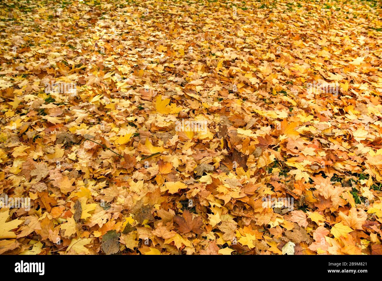 Carpet of dead leaves covering the ground in autumn Stock Photo