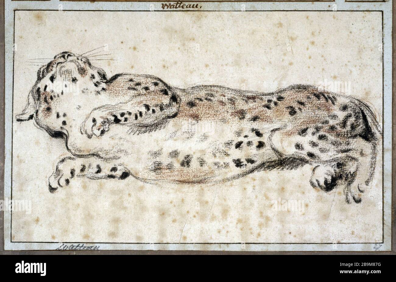 ETUDE Leopard stretching Jean-Antoine Watteau (1684-1721). 'Etude de léopard s'étirant, vers 1720'. Pierre noire et sanguine. Paris, musée Cognacq-Jay. Stock Photo