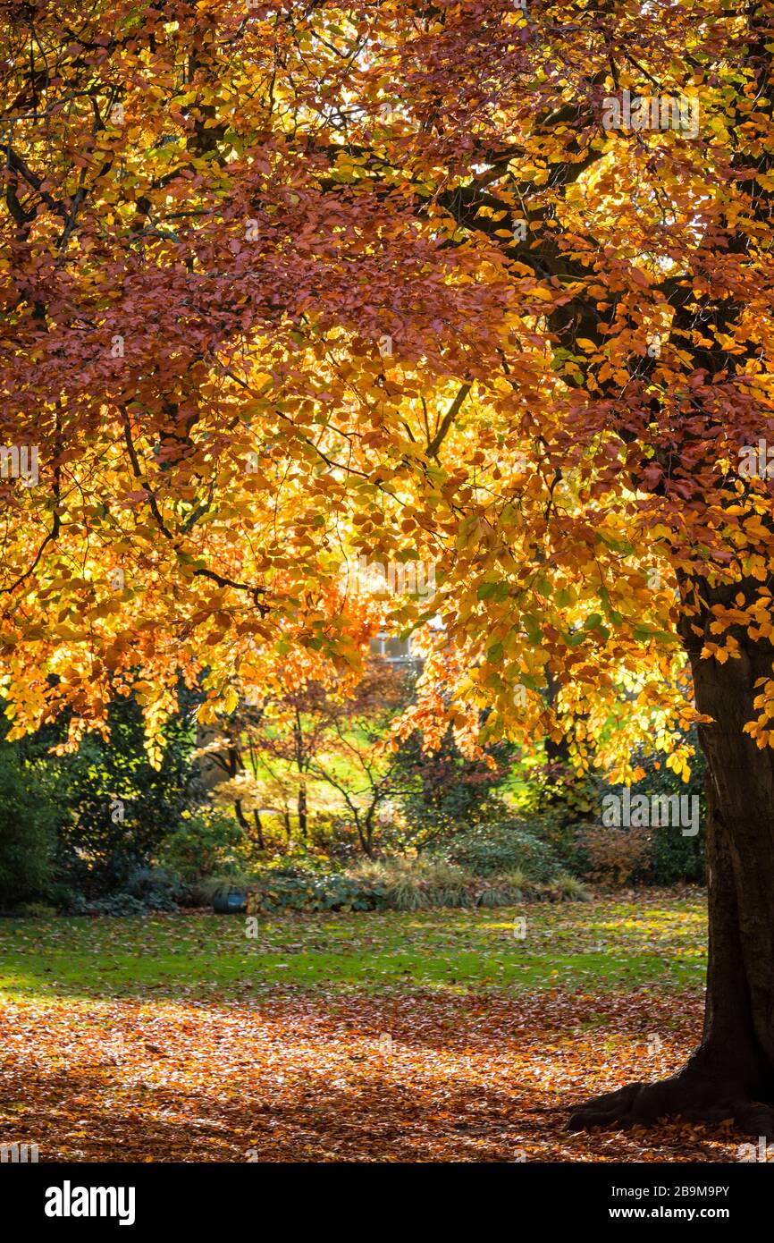 Golden autumn leaves on tree hi-res stock photography and images - Alamy