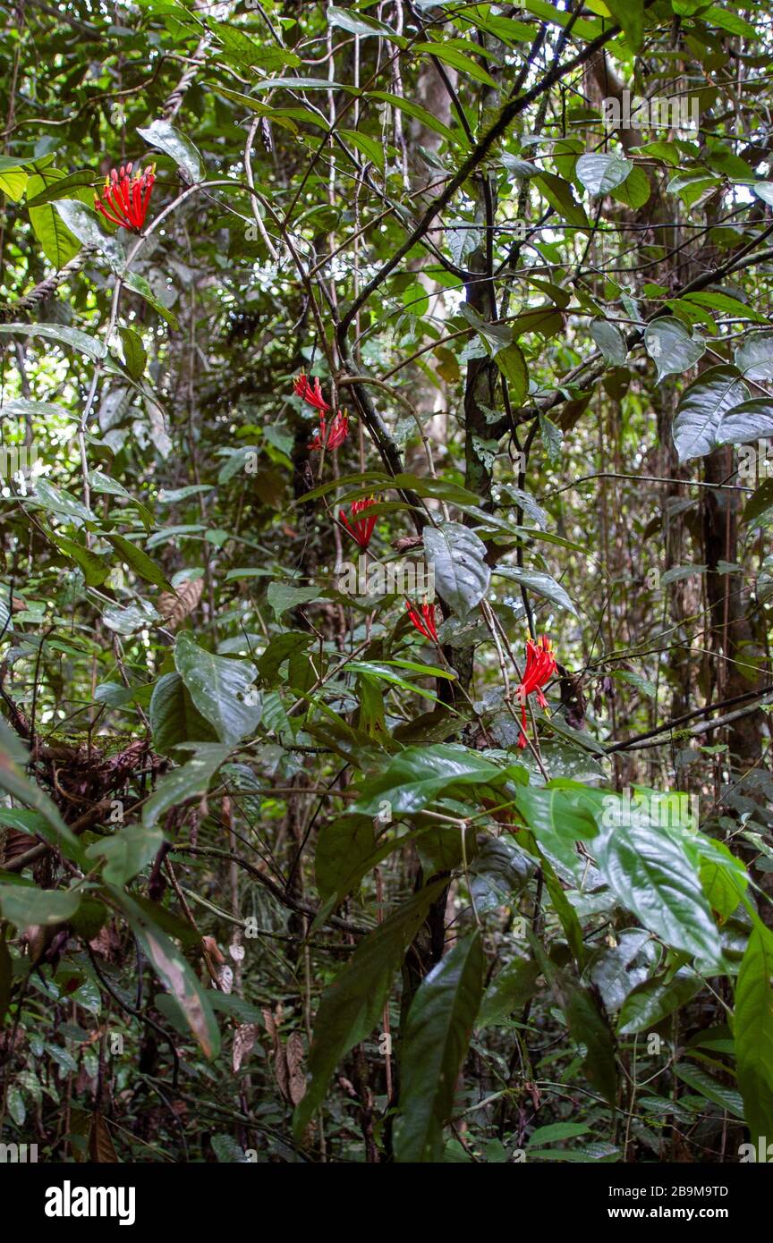 Dense foliage in the Malaysian rainforest, Sarawak, Asia Stock Photo