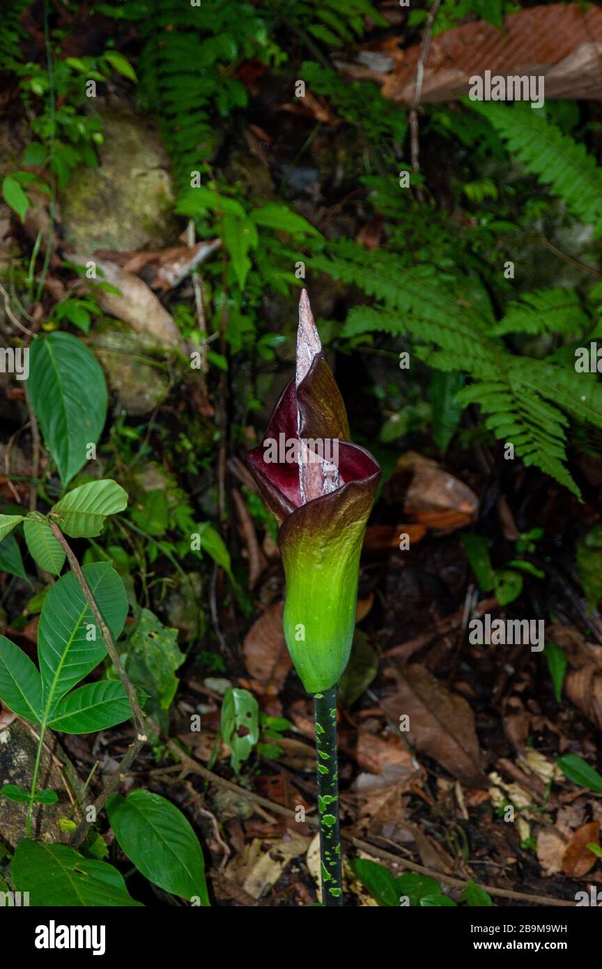 Pitcher plant in dense foliage in the Malaysian rainforest, Sarawak
