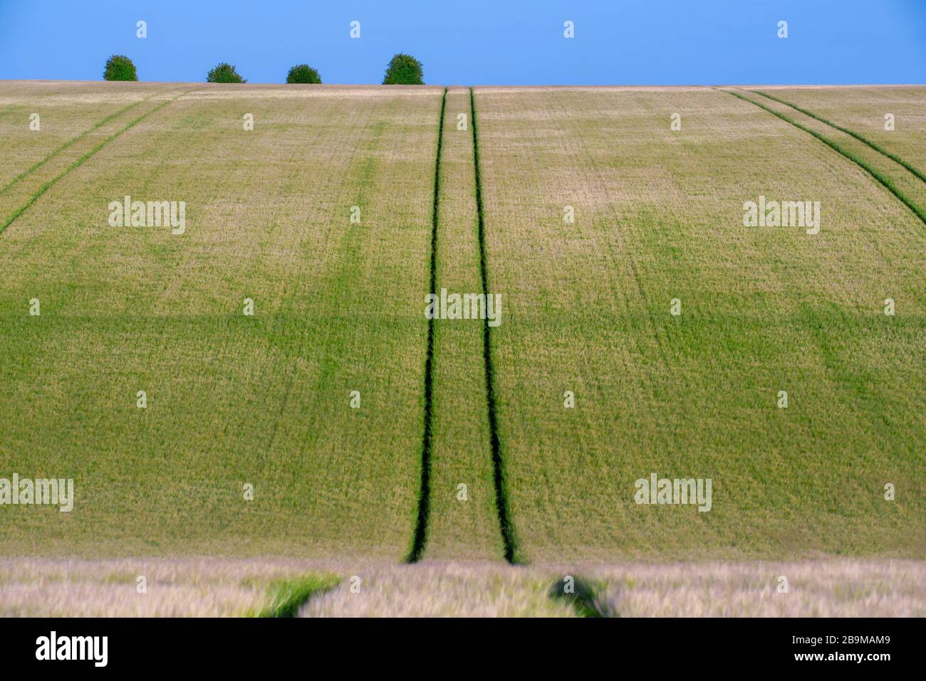 A field of grain grass crop in the cotswold hills rolling of to a blue sky with straight tractor tyre lines leading away. Stock Photo
