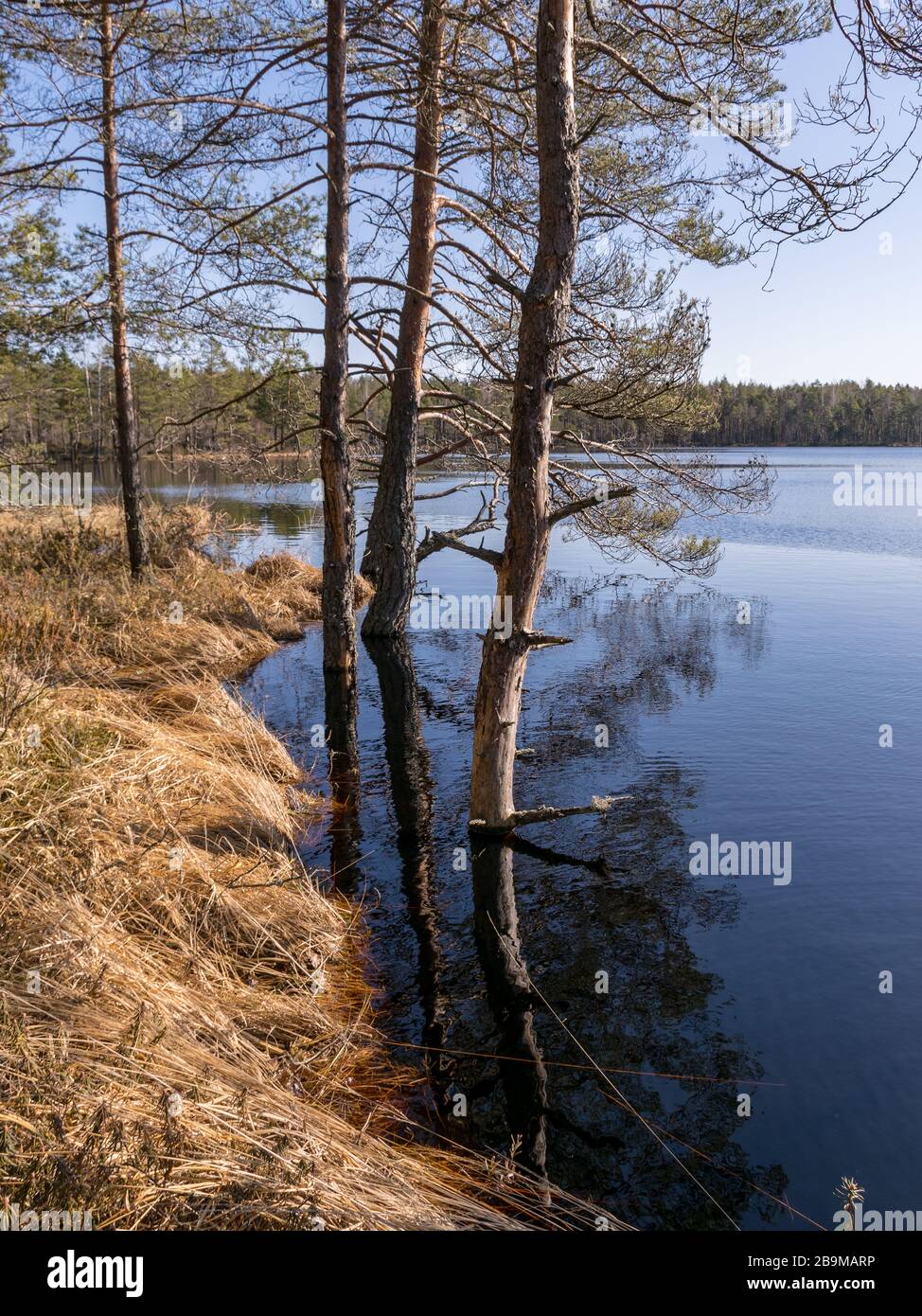 bog landscape with tree trunks in water, flooded lake in spring Stock ...