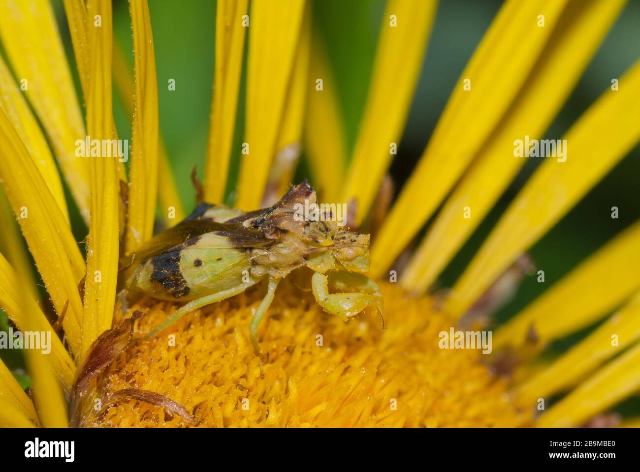 A jagged ambush bug, Phymata erosa, waiting for prey on an Elecampane flower, Inula helenium, in eastern Ontario, Canada. Stock Photo