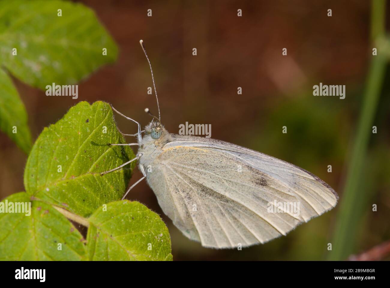 A cabbage white butterfly, Pieris rapae, in shrubs alongside a forest ...