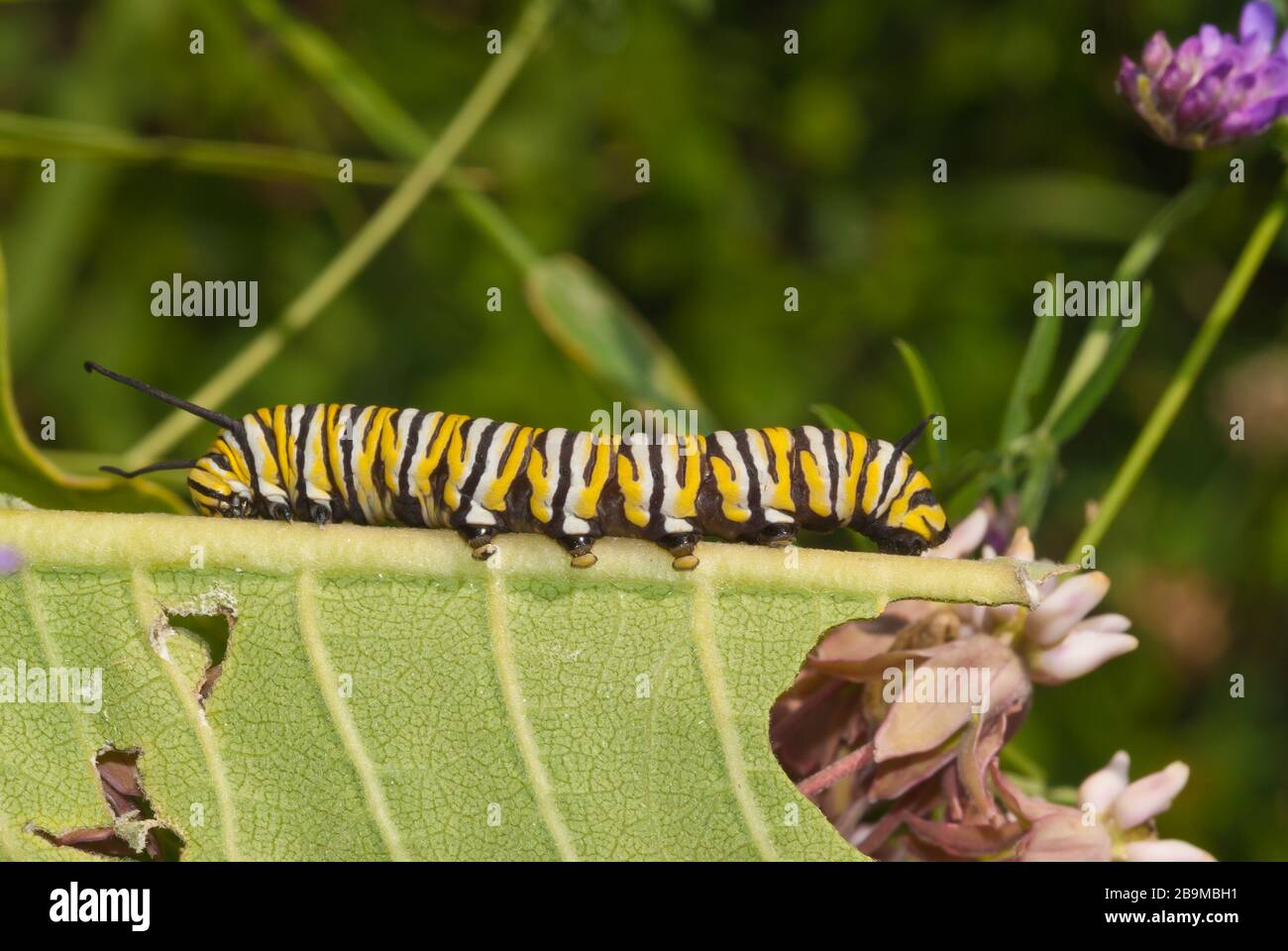 A monarch butterfly caterpillar, Danaus plexippus, on its host common ...