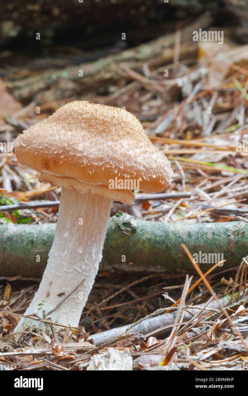 A young Armillaria gallica mushroom growing in pine needles in eastern Ontario Stock Photo