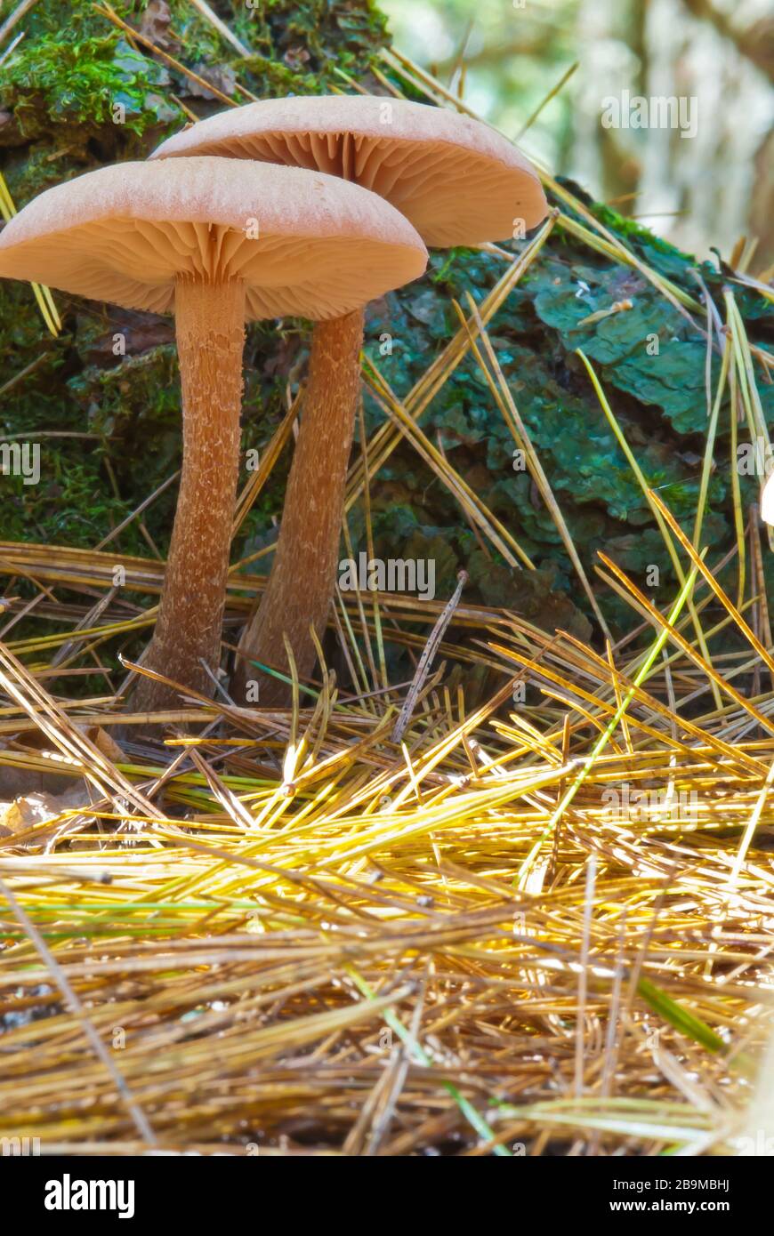 The deceiver mushroom, Laccaria laccata, growing in woodland among pine needles in eastern Ontario, Canada Stock Photo