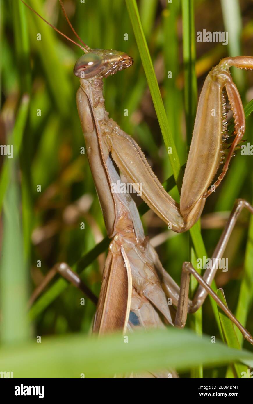 A brown colored praying mantis, Mantis religiosa, in long grass in an autumn meadow in eastern Ontario, Canada Stock Photo