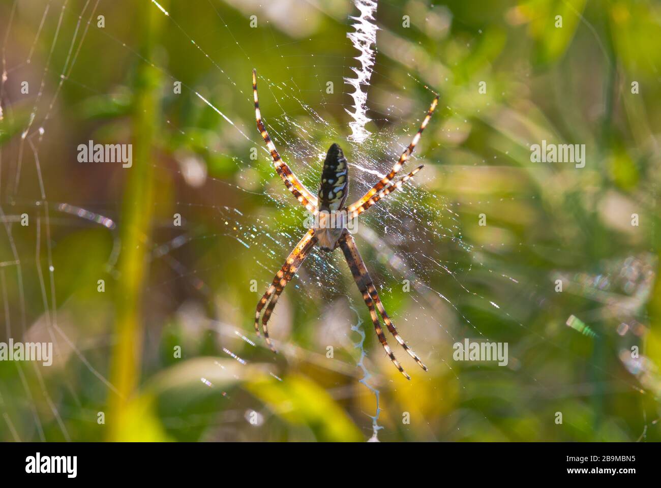 A black and yellow garden spider, Argiope aurantia, on its web in a wetland area in eastern Ontario, Canada. The stabilimentum is visible on the web. Stock Photo