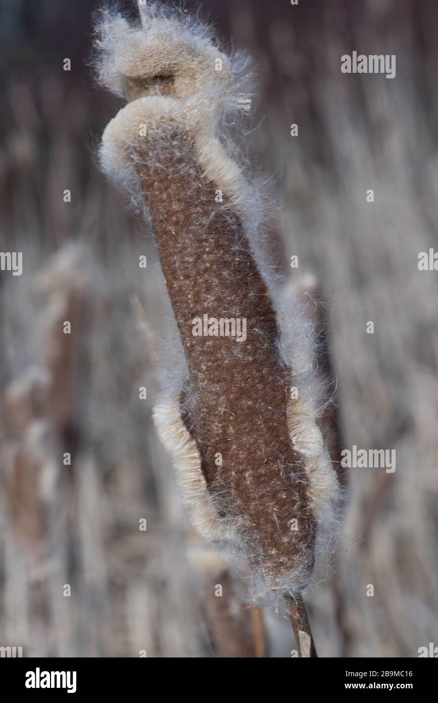 Typha latifolia is a genus of about 30 species of monocotyledonous flowering plants in the family Typhaceae. Stock Photo