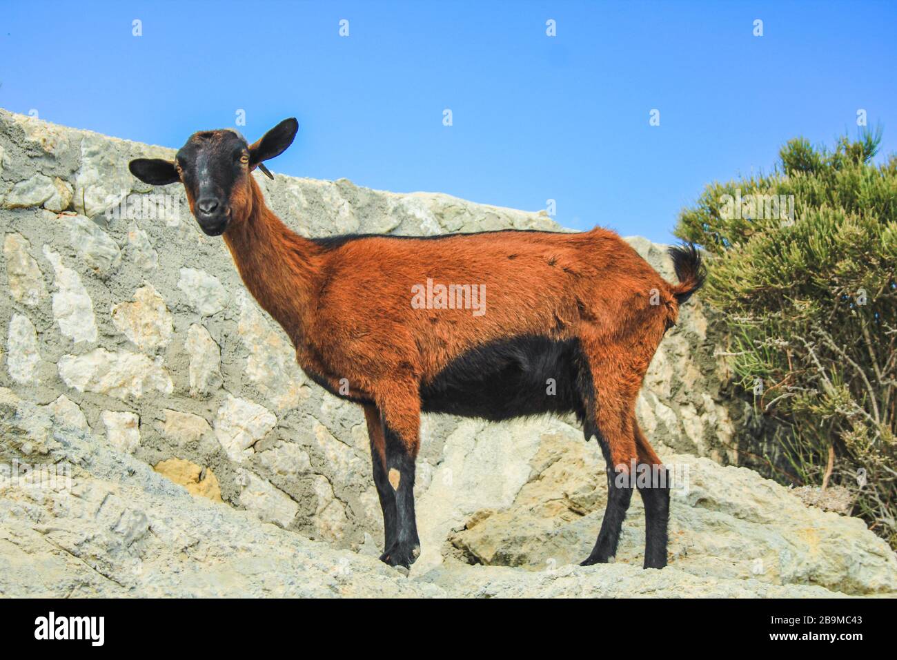 Mallorca Goat High Resolution Stock Photography And Images Alamy Mallorca Goat High Resolution Stock Photography And Images Alamy
