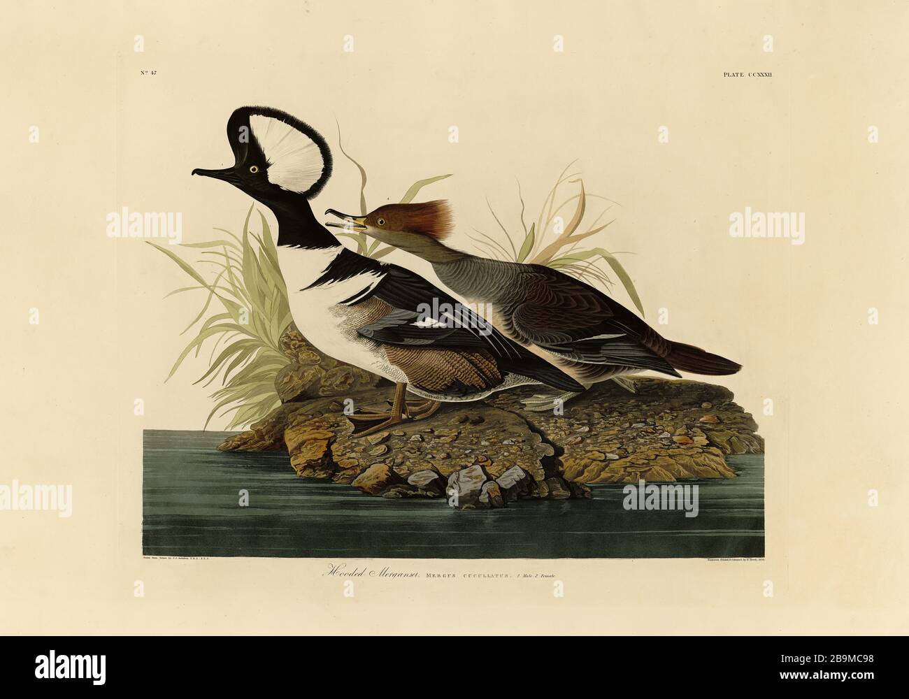 Plate 232 Hooded Merganser from The Birds of America folio (1827–1839) by John James Audubon - Very high resolution and quality edited image Stock Photo