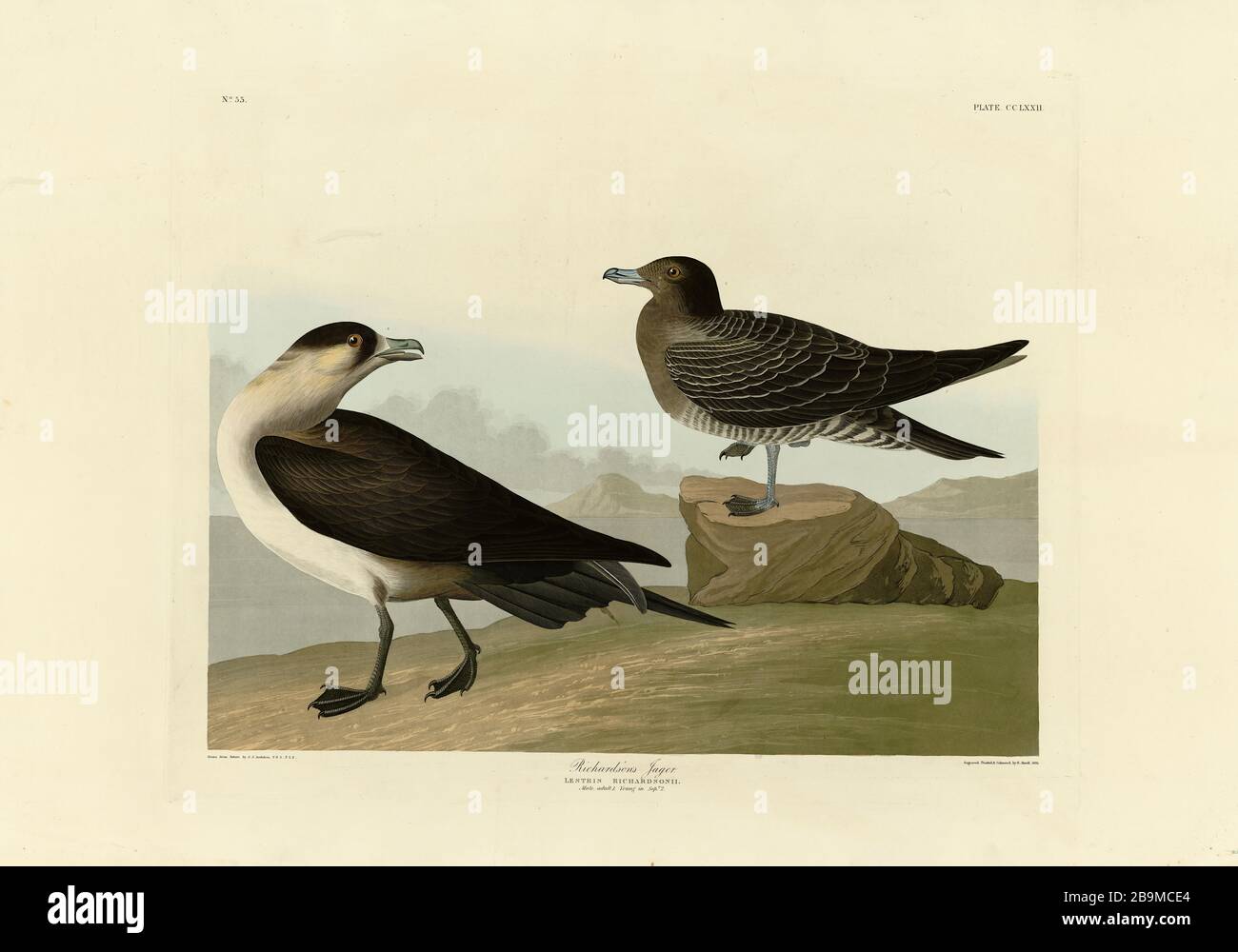 Plate 272 Richardson's Jager (Parasitic Jaeger) The Birds of America folio (1827–1839) John James Audubon, High resolution and quality edited image Stock Photo