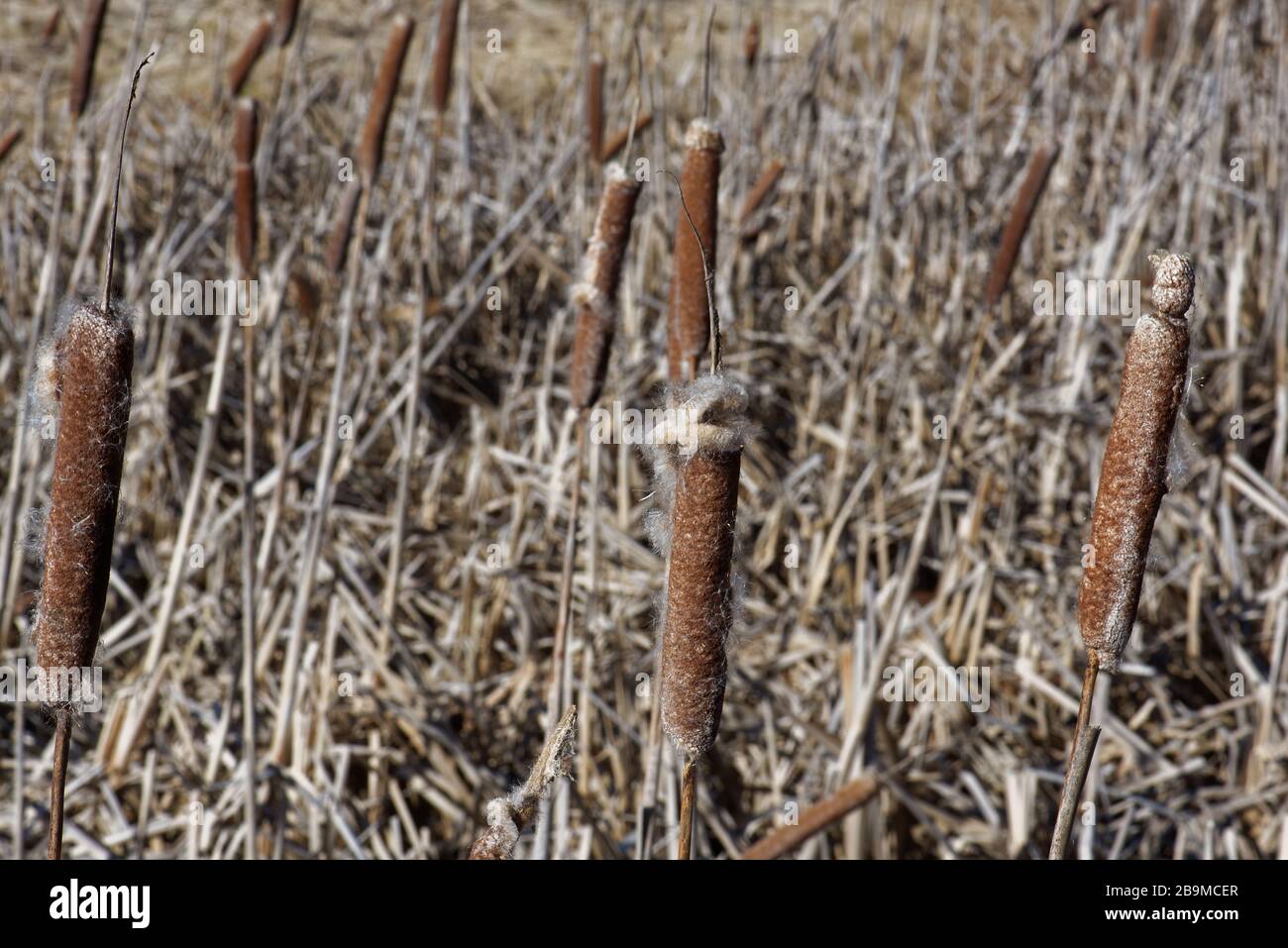 Typha latifolia is a genus of about 30 species of monocotyledonous flowering plants in the family Typhaceae. Stock Photo