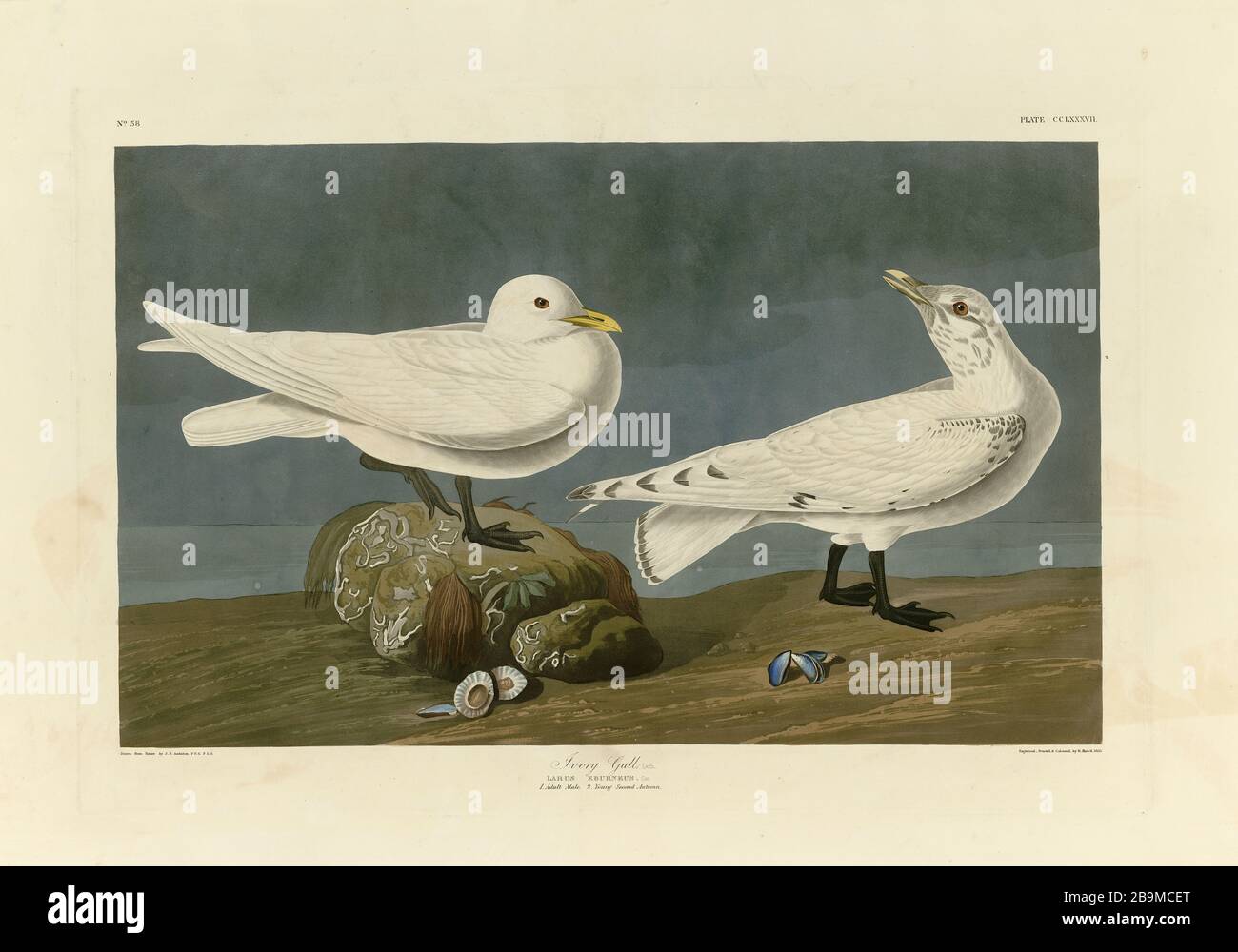Plate 287 Ivory Gull from The Birds of America folio (1827–1839) by John James Audubon - Very high resolution and quality edited image Stock Photo
